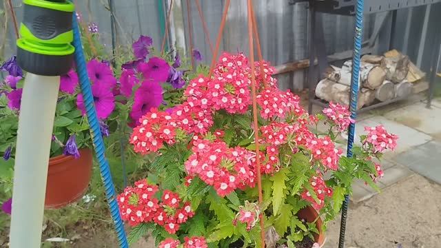 МОЯ ДАЧА (Дидюл - Путь домой найдёт мелодия без слов) смотреть онлайн