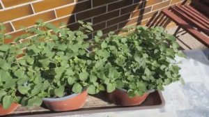 Орегано из семян