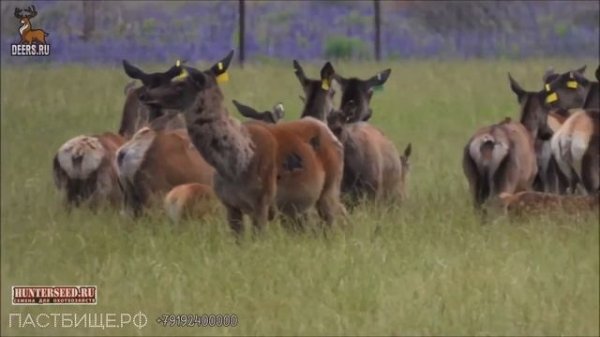 Улучшение пастбища оленей луговая сеялка Vredo и семена HUNTERSEED травосмеси, дичеразведение