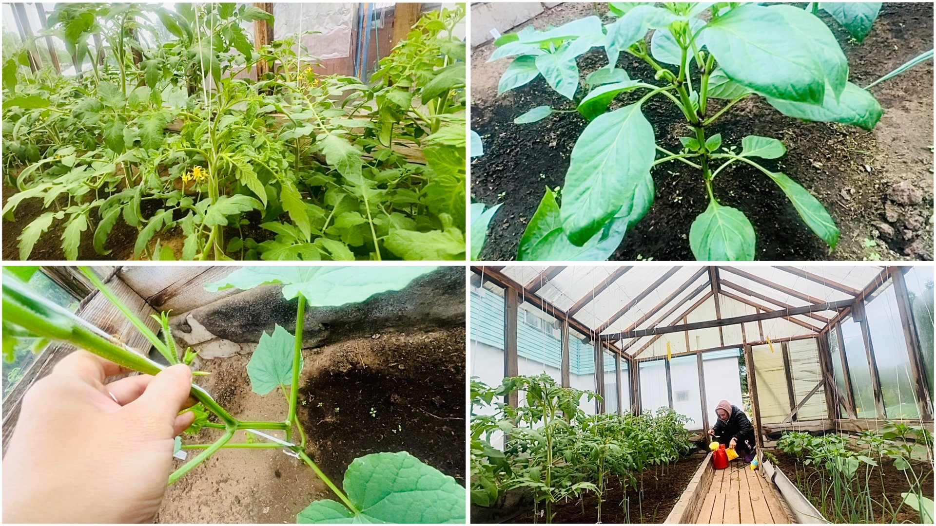 13 июня. На даче. Часть 2. Теплица. Обрезка листвы. Формирование перцев и огурцов. Подкормка смотреть онлайн