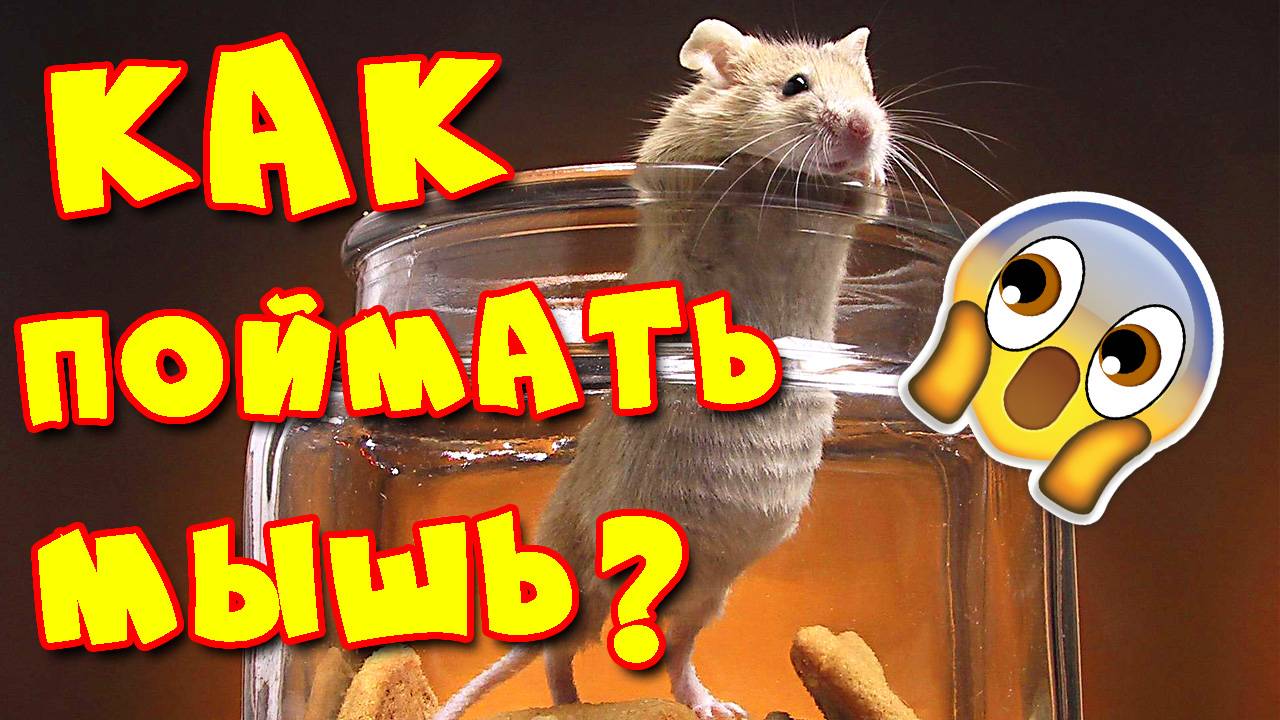 Как избавиться от мышей  Мышеловка  Ловушка для мышей  Ловим мышь на 5 рублей