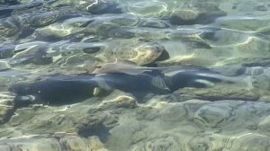 Шарм эль шейх 2025. Пляж. Скаты, мурены!!😀👍