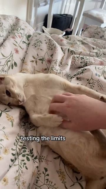 Кот. Проверка лимита смотреть онлайн