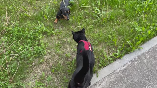 Чёрный кот на прогулке нарвался на таксиста. смотреть онлайн