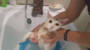 🦋Как помыть домашнюю кошку в ванной. 🚀Как часто мыть кота. 👀 Можно ли мыть котов.