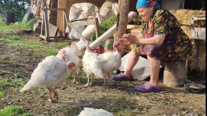 ДЕРЕВНЯ на Алтае, простая деревенская жизнь