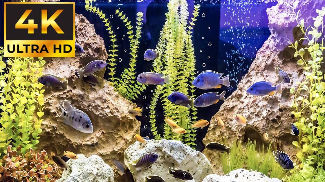 Лучшие Домашний Расслабляющий Аквариум 4К смотреть онлайн