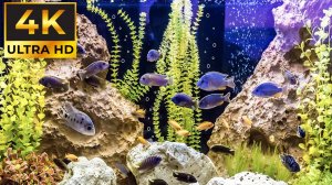 Лучшие Домашний Расслабляющий Аквариум 4К