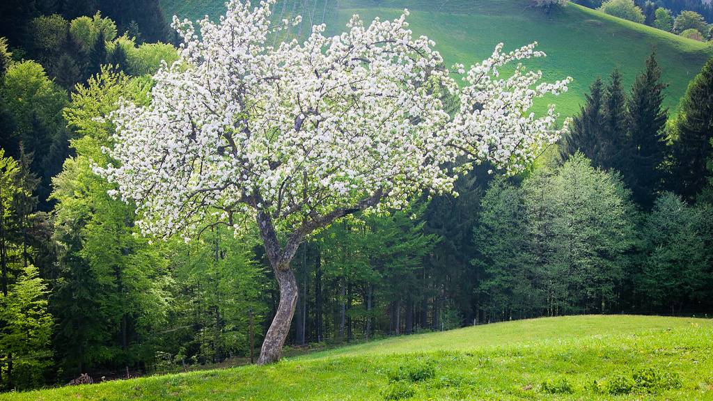 Не рыдай Мене, Мати, я за други погиб.