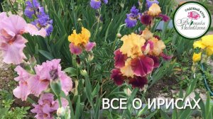 ВСЕ О ВЫРАЩИВАНИИ ИРИСОВ