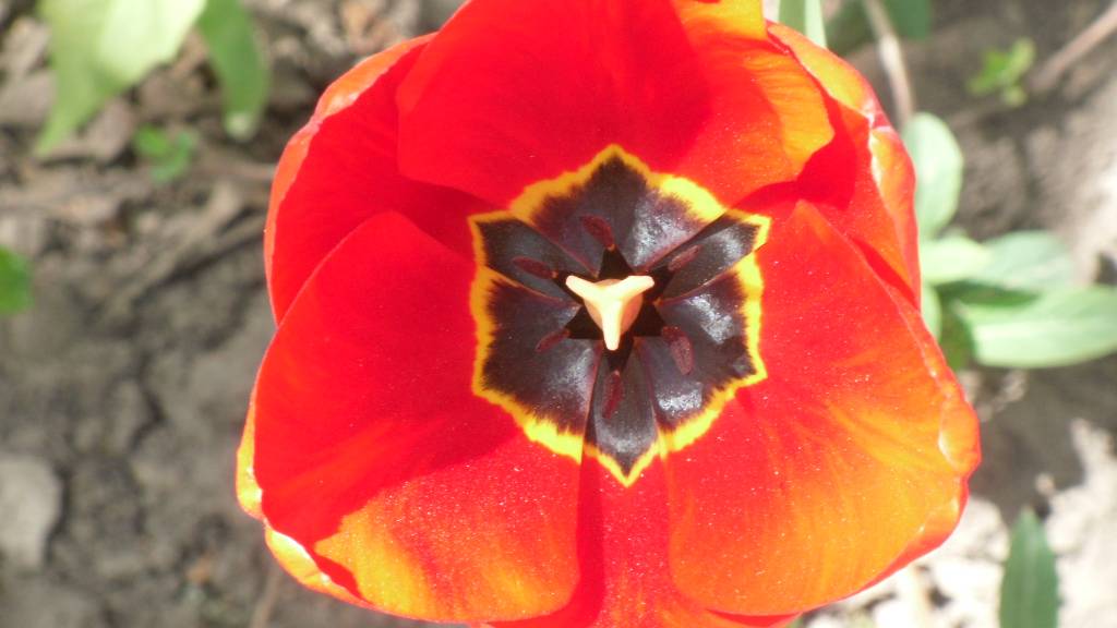 Троицино утро. Слова Сергея Есенина, музыка и исполнение Елены Демидовой