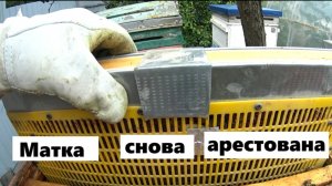 Биологическая ловушка для клещей Варроа