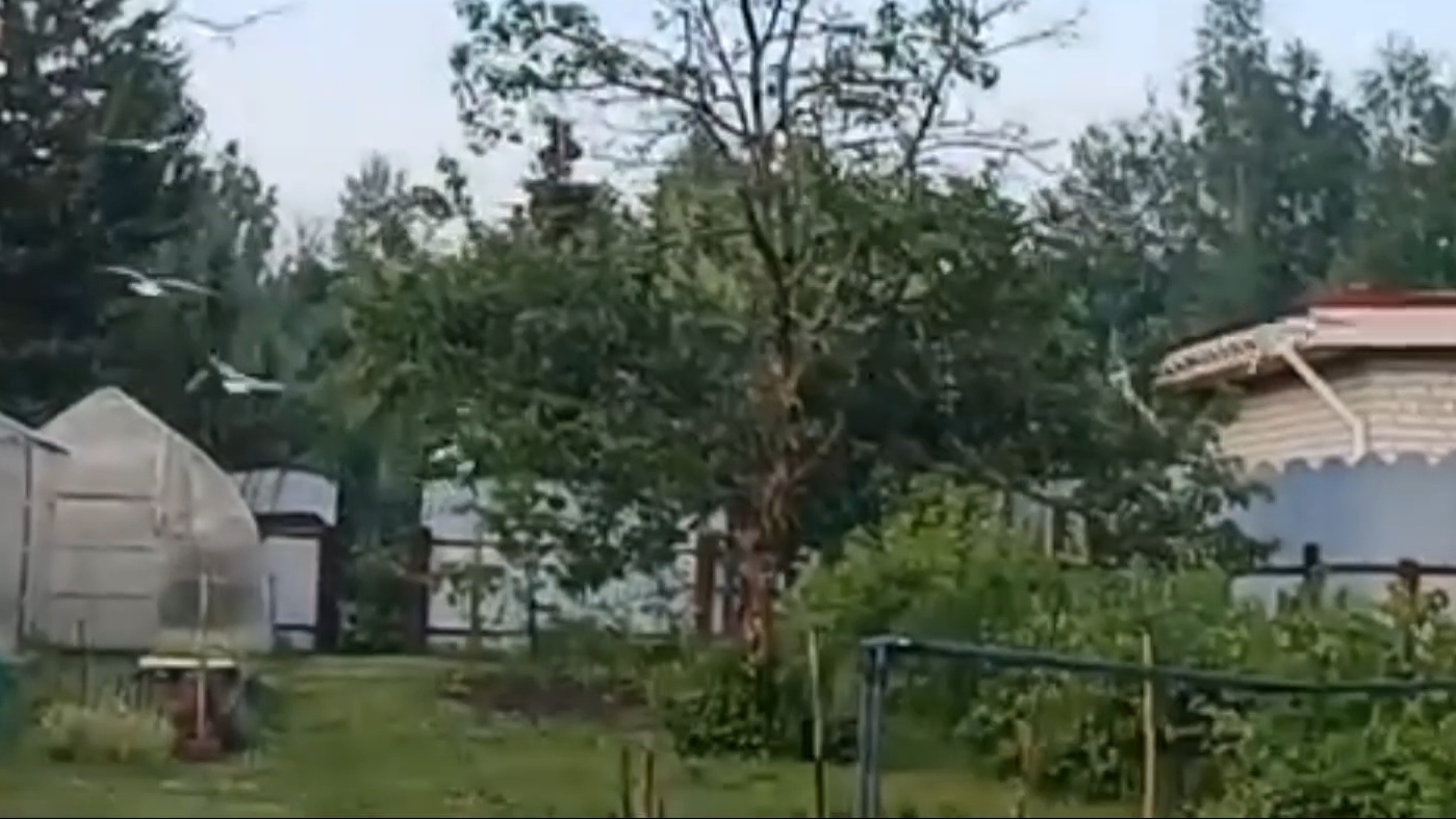 Неправильные чайки. Земляника пошла. 14-06-2025 смотреть онлайн