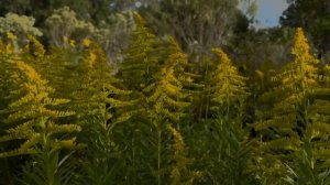 Божье Слово ведëт вас к радости и духовной полноте. Библия.