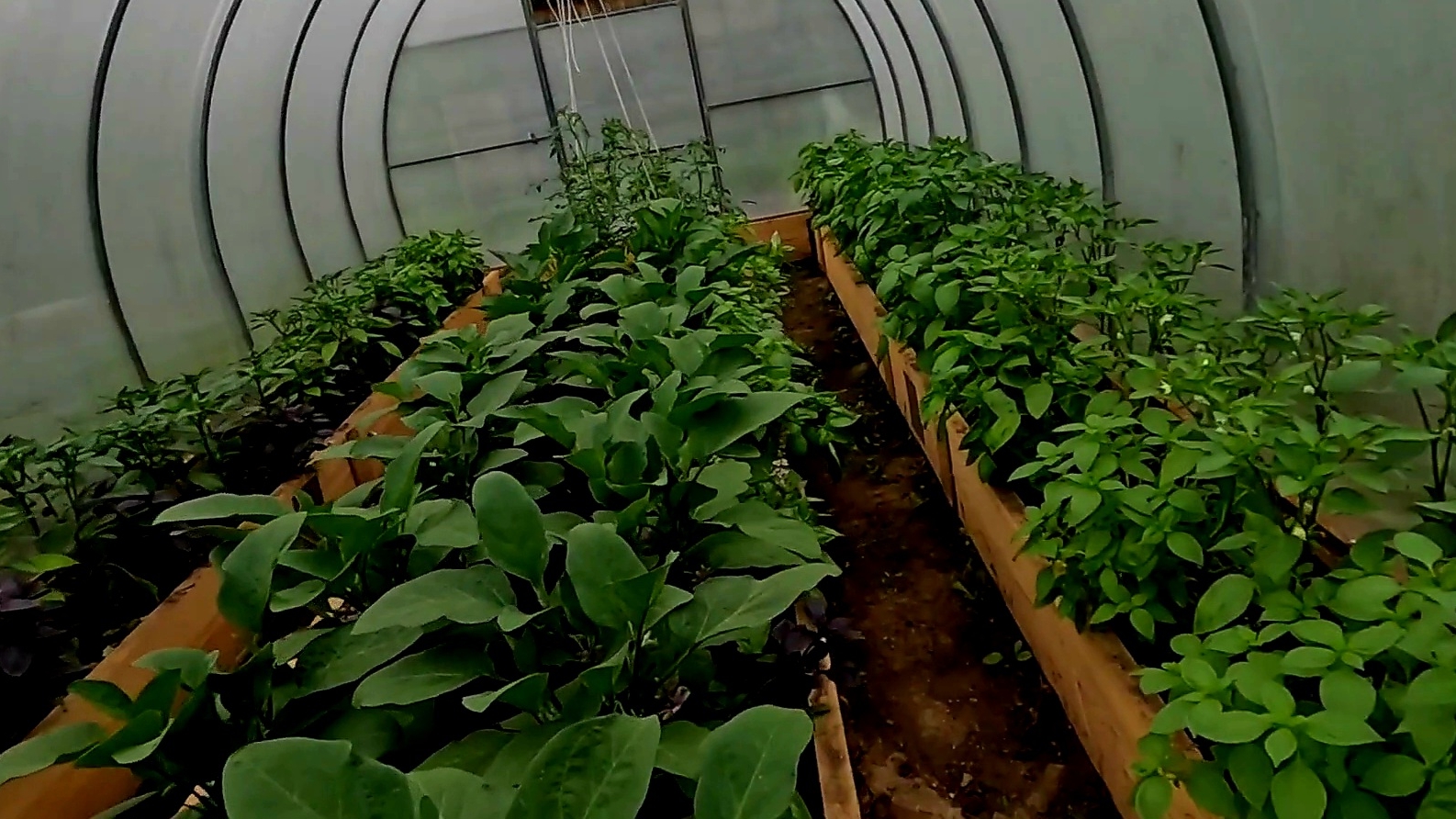 С такой ПОДКОРМКОЙ ПЕРЦЫ и БАКЛАЖАНЫ завалят вас УРОЖАЕМ!! смотреть онлайн