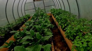 С такой ПОДКОРМКОЙ ПЕРЦЫ и БАКЛАЖАНЫ завалят вас УРОЖАЕМ!!