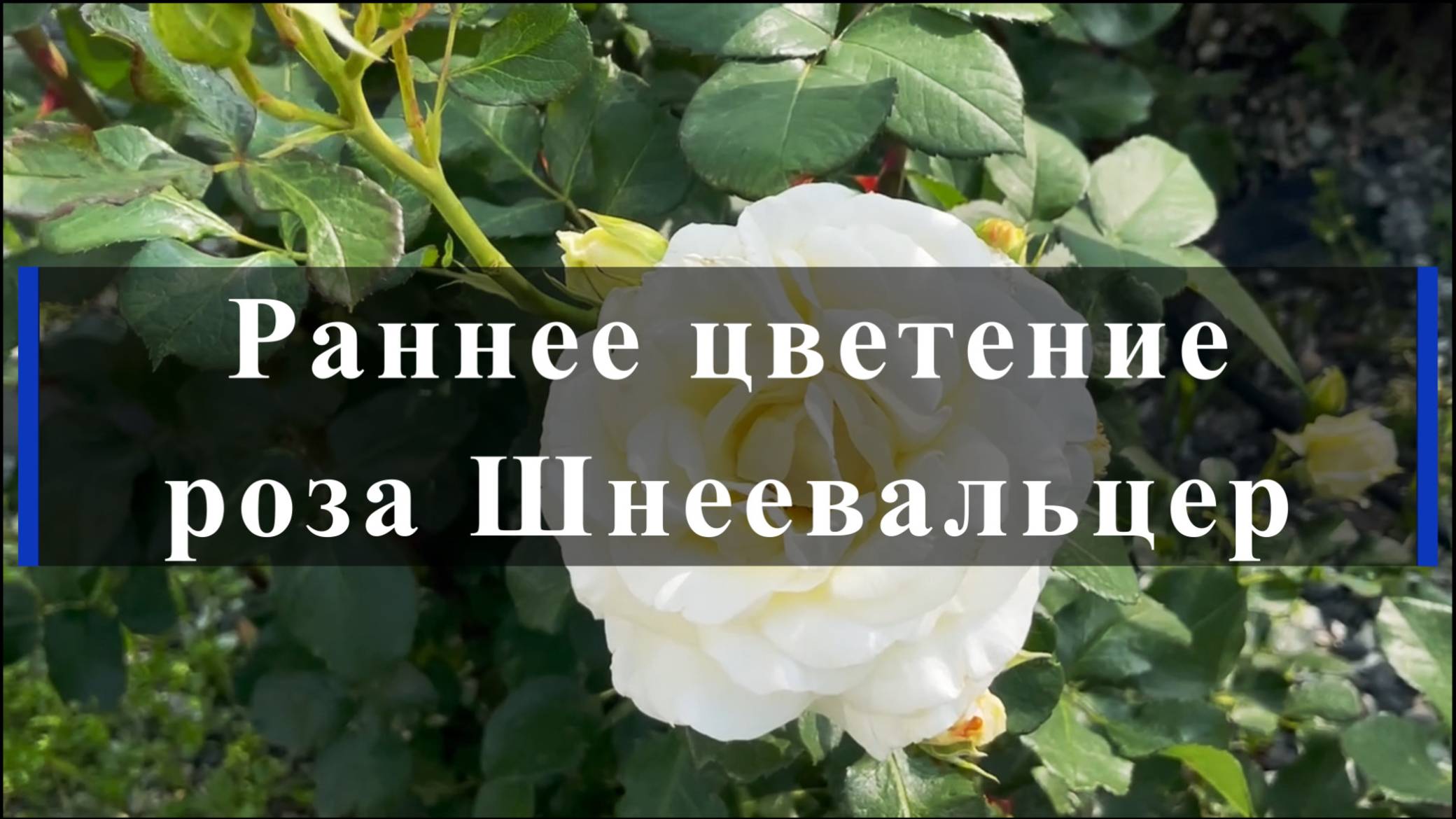 Раннее цветение розы Шнеевальцер смотреть онлайн
