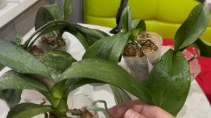 Почему у орхидеи вянут листья? Как восстановить тургор? Полив и обработка по листу!