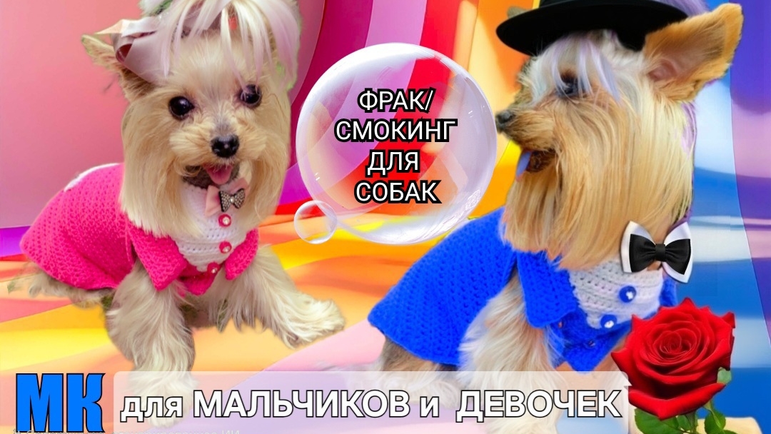 Фрак/пиджак для собак, вяжем крючком