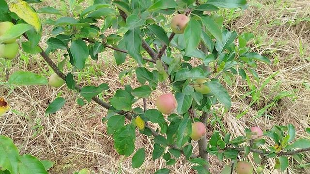 Вид с балкона(Абхазия) смотреть онлайн