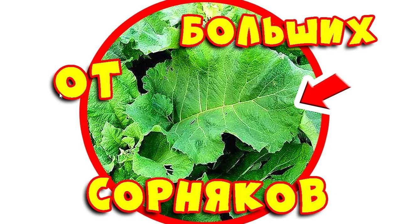Как избавиться от сорняков?