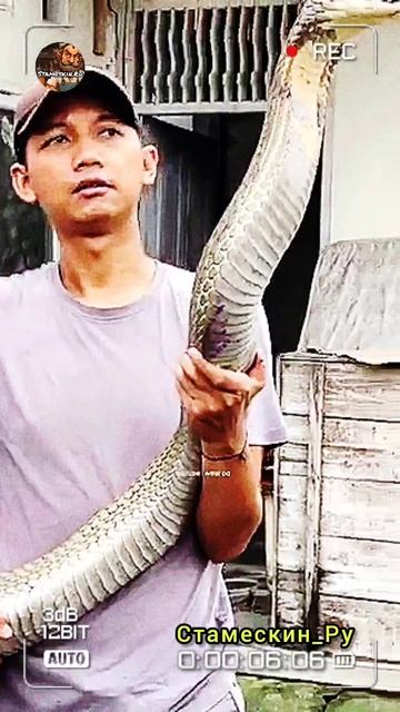 Королевская Кобра!!! смотреть онлайн