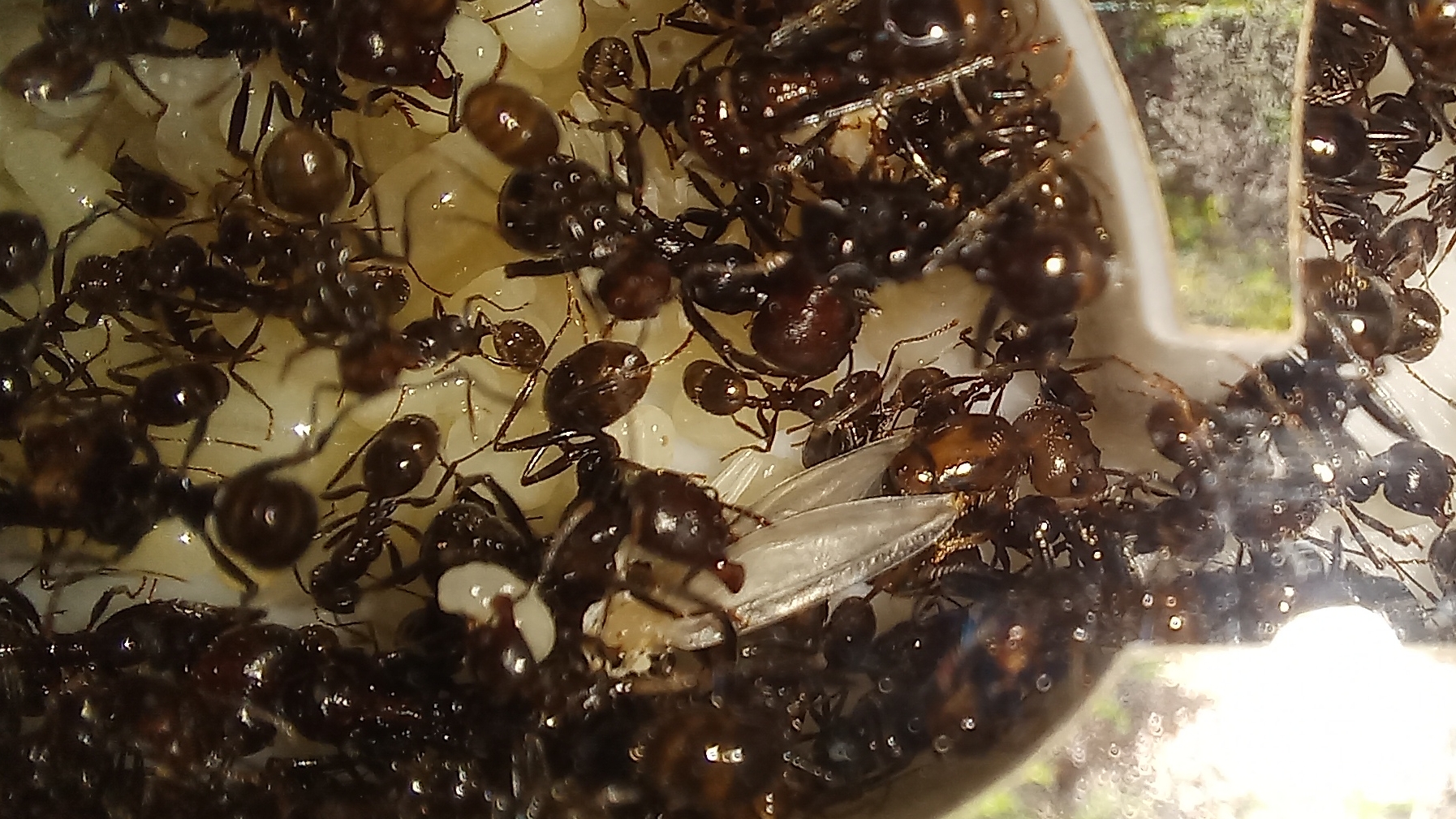 Муравьи Messor barbarus. Выпуск 7. Первый крылатый муравей. смотреть онлайн