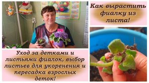 Как вырастить фиалку из листа! Уход за детками и листьями фиалок!