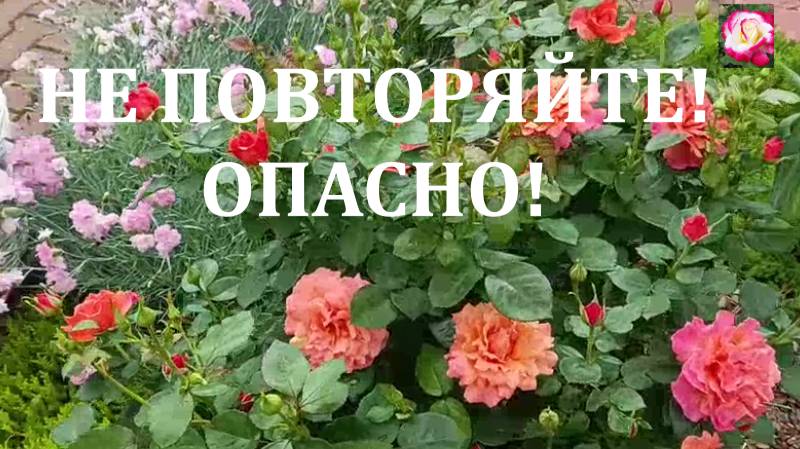 ОШИБКИ ВЫРАЩИВАНИЯ РОЗ. НАЧИНАЮЩИМ смотреть онлайн