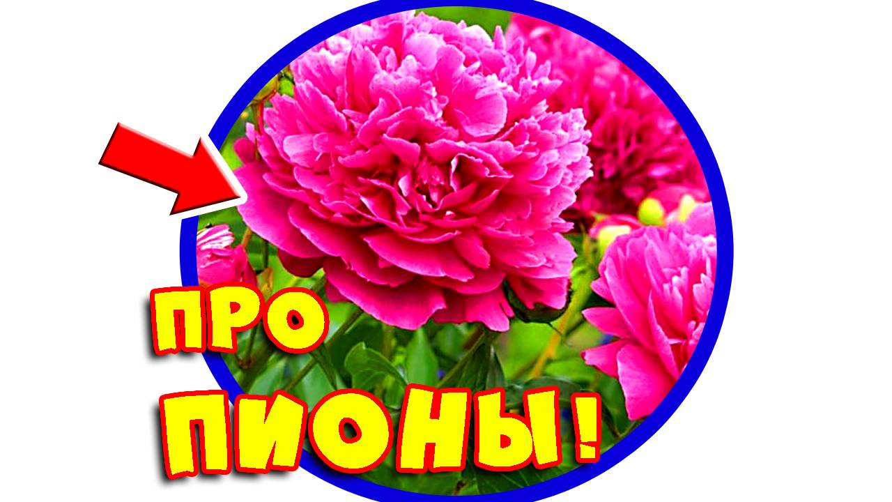 Пионы в саду