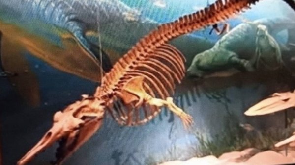 3-1++++++++  телеологичность биоЖизни обеспечивается психикой  БиоАмплитудностьУстойчивость адгезий