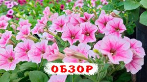 Ампельные петунии на 6 июня! Тайдал вейв сильвер, чери, парпл. Изи вейв неон роуз, рози дан. Опера