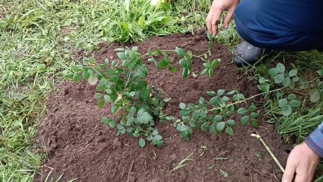 Как посадить розу. смотреть онлайн