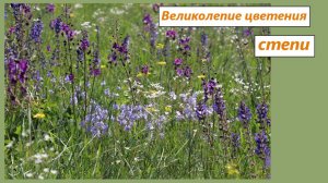 Великолепие цветения летней степи. Ковыль, вероника, качим, лютик, шалфей, ястребинки, вербаскум...