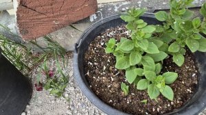 ПЕТУНИЯ ТАЙДАЛ ТРЕБУЕТ ОБЯЗАТЕЛЬНОЙ СТРИЖКИ.