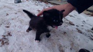 Спасение черного котенка. Котенку было холодно и страшно.