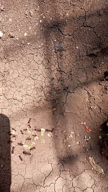 муравьи трудяжки/муравьи смотреть онлайн