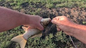 Рыбалка на поплавок в Юголоке, зачётные карасики.