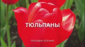 Посадка тюльпанов.