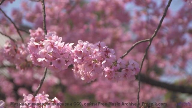 Поля и леса, когда музыка творит чудо - Horsey -- Overhill Ln -- OPULENT