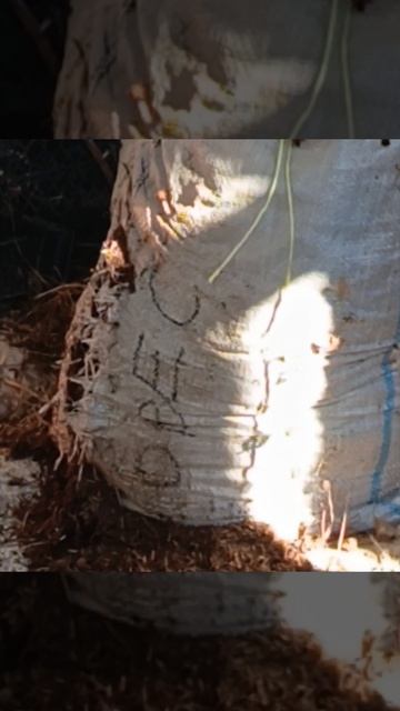 Подворье г. Кириллов