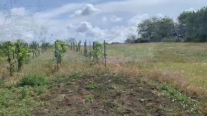 Плодовые деревья на участке