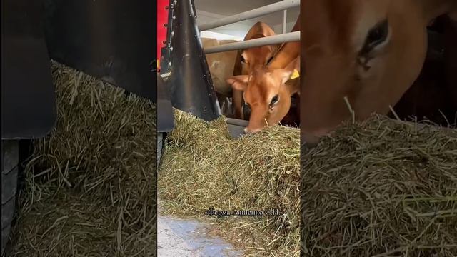 Кормление коров на новой ферме смотреть онлайн