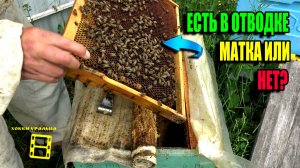 РЕЗУЛЬТАТЫ ОБЛЕТА МАТОК. КАК ПОНЯТЬ БЕЗ ЗАСЕВА, ЧТО МАТКА НА МЕСТЕ ИЛИ НЕТ? ПЧЕЛОВОДСТВО 25-22