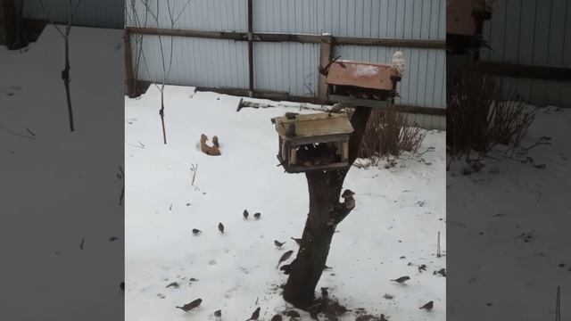 Птички смотреть онлайн