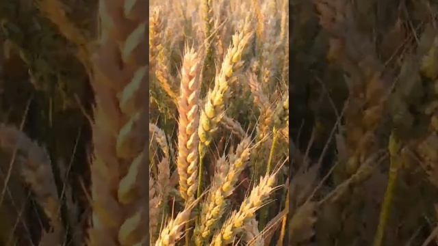 Золотые поля смотреть онлайн