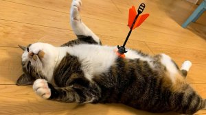 ✅СМОТРЕТЬ ВСЕМ ▶ Смешные кошки и собаки🔥