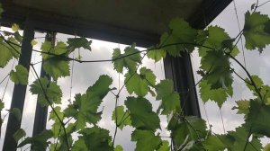 Виноград на балконе на 15.06.2025