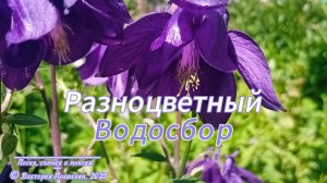 Разноцветный Водосбор. 21 июня - День цветов