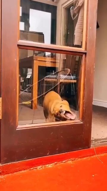 собака. мойщика окон вызывали смотреть онлайн